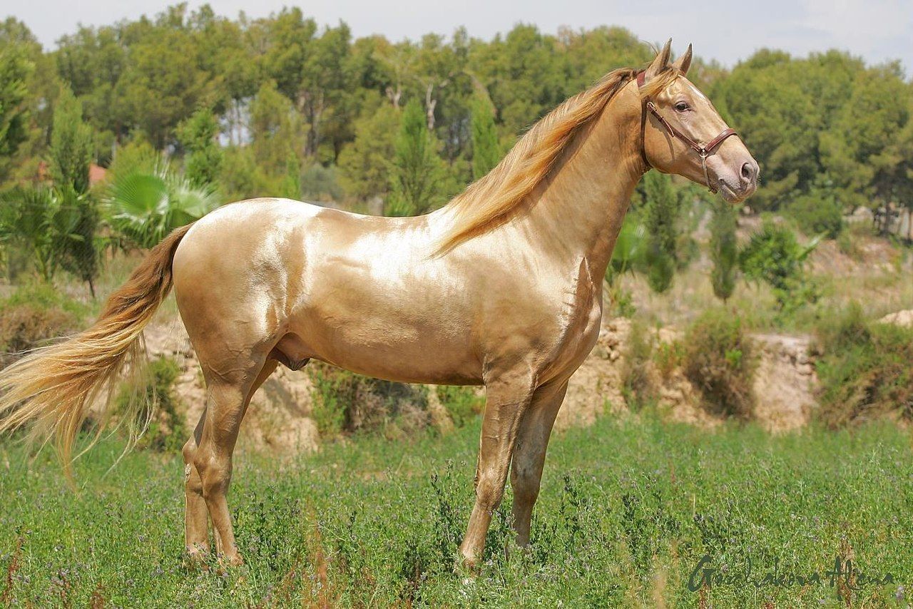 Золотогривый вальдор лошадь
