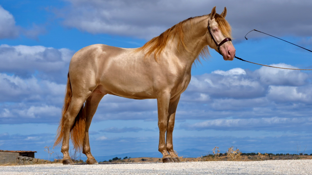 Золотогривый вальдор лошадь фото2